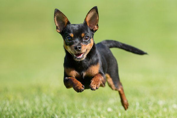 Chihuahuas are Playful!